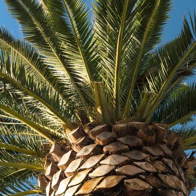 The top of a large palm tree seen from directly below.